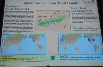 Where are Rainbow Trout Found?. Click for full size. Where are Rainbow Trout Found? image. Click for full size.