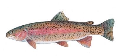 Rainbow Trout (Oncorhynchus mykiss). Click for full size. Rainbow Trout (Oncorhynchus mykiss) image. Click for full size.