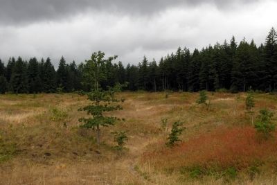 Mima Mounds image. Click for full size.