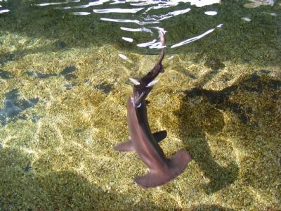Hammerhead shark image. Click for full size.