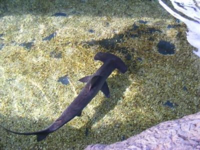 Hammerhead shark image. Click for full size.