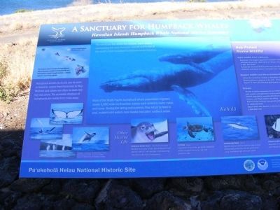 This marker-A Sanctuary for Humpback Whales in near the Pu'ukohola Heiau Marker. Click for full size. This marker-A Sanctuary for Humpback Whales in near the Pu'ukohola Heiau Marker image. Click for full size.