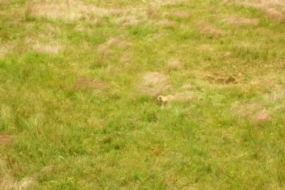 Black-Tailed Prairie Dog image. Click for full size.