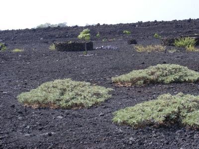 Kaloko-Honokohau Park-volcano residue image. Click for full size.