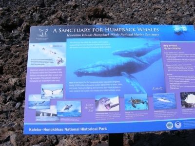 A Sanctuary for Humpback Whales Marker. Click for full size. A Sanctuary for Humpback Whales Marker image. Click for full size.