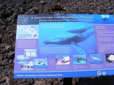 A Sanctuary for Humpback Whales Marker image. Click for full size.