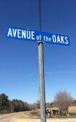 Avenue of the Oaks. Click for full size. Avenue of the Oaks image. Click for full size.