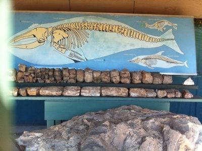 Whale Fossil Display image. Click for full size.
