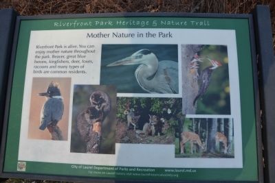 Mother Nature in the Park. Click for full size. Mother Nature in the Park image. Click for full size.
