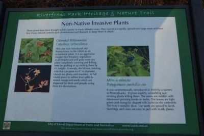 Non-Native Invasive Plants image. Click for full size.
