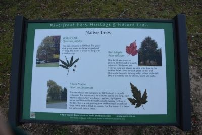 Native Trees. Click for full size. Native Trees image. Click for full size.