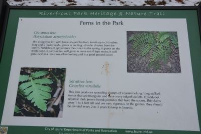 Ferns in the Park. Click for full size. Ferns in the Park image. Click for full size.