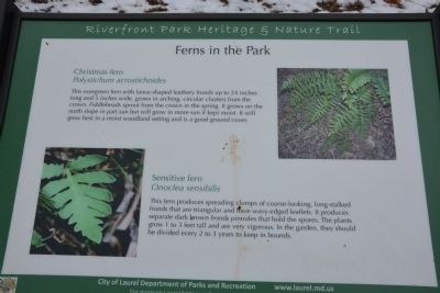 Ferns in the Park image. Click for full size.