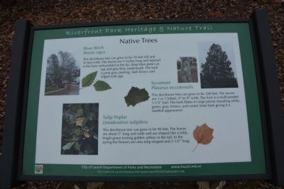 Native Trees image. Click for full size.