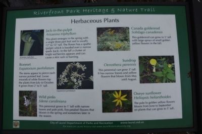 Herbaceous Plants. Click for full size. Herbaceous Plants image. Click for full size.