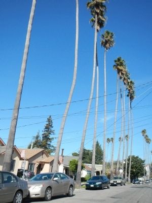 Palm Tree that surrounded Arbor Villa. Click for full size. Palm Tree that surrounded Arbor Villa image. Click for full size.