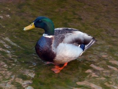Mallard Duck image. Click for full size.