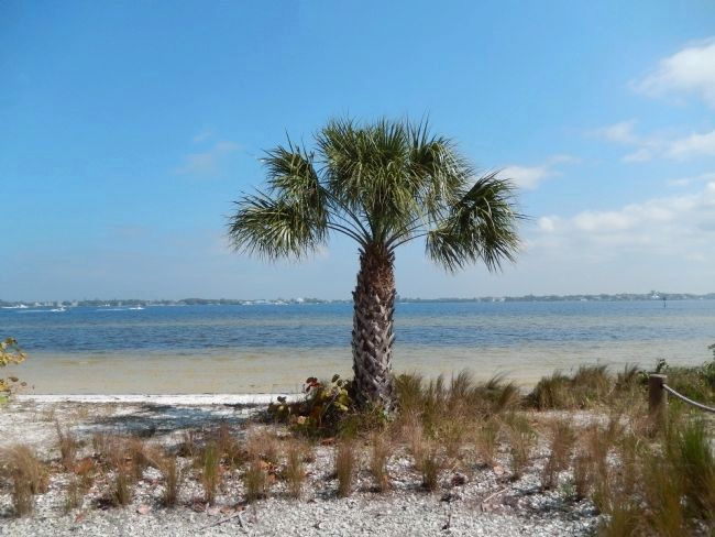 Palm Tree & Manatee River image. Click for full size.