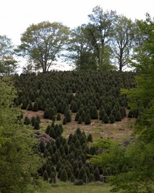 A Christmas Tree Farm image. Click for full size.