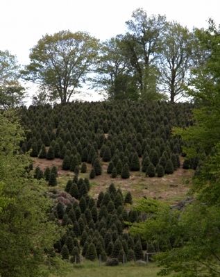 A Christmas Tree Farm. Click for full size. A Christmas Tree Farm image. Click for full size.