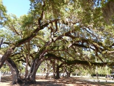 Giant Live Oak Trees image. Click for full size.