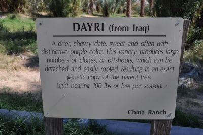 Dayri (from Iraq) image. Click for full size.