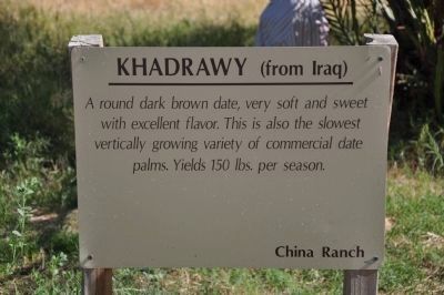 Khadrawy (from Iraq) image. Click for full size.