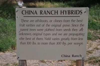 China Ranch Hybrids image. Click for full size.
