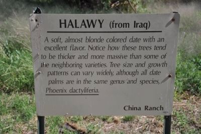 Halaway (from Iraq) image. Click for full size.