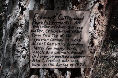 Fremont Cottonwood (Populus fremontii) image. Click for full size.