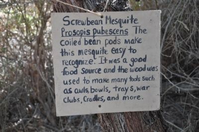 Screwbean Mesquite (Prosopis pubescens) image. Click for full size.