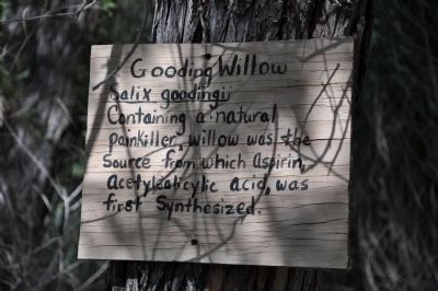Gooding Willow (Salix goodingii) image. Click for full size.