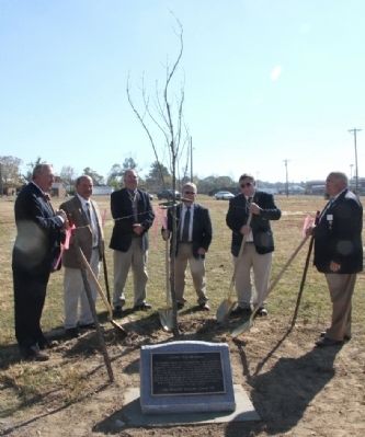 Albertville Liberty Tree Memorial Marker. Click for full size. Albertville Liberty Tree Memorial Marker image. Click for full size.