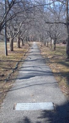 Tree Lined ~ Soroptimist Walk ~ image. Click for full size.