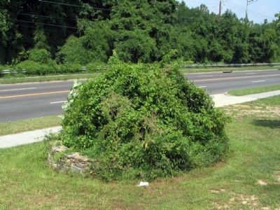 SE 5<br>Covered in Weeds, 2005 image. Click for full size.