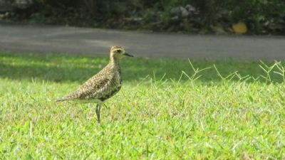 Pacific Golden Plover (Pluvialis fulva). Click for full size. Pacific Golden Plover (Pluvialis fulva) image. Click for full size.