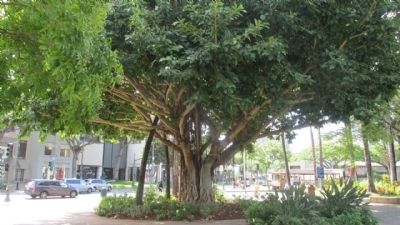 Indian Bayan Tree. Click for full size. Indian Bayan Tree image. Click for full size.