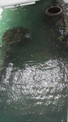 U.S.S. Arizona Beneath the Waters of Pearl Harbor. Click for full size. U.S.S. Arizona Beneath the Waters of Pearl Harbor image. Click for full size.
