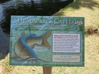Headwater Catfish image. Click for full size.
