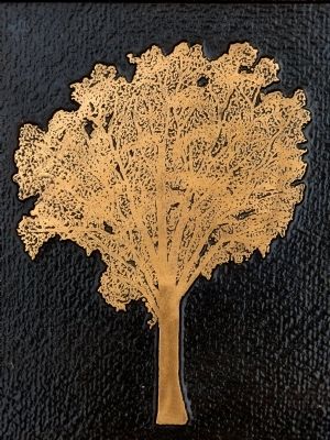 White Oak. Click for full size. White Oak image. Click for full size.
