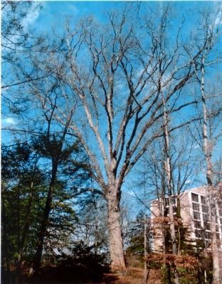 White Oak Tree #154 History image. Click for full size.