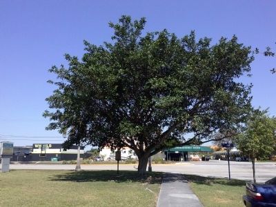 Marker under tree at U.S. 1 (S. Dixie Highway) image. Click for full size.