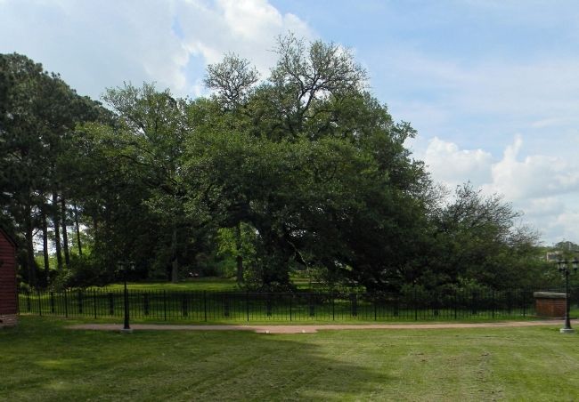 Emancipation Oak. Click for full size. Emancipation Oak image. Click for full size.