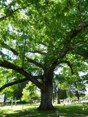 The Tree. Click for full size. The Tree image. Click for full size.