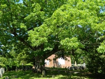 The Tree with St. Anne's Church in the Background. Click for full size. The Tree with St. Anne's Church in the Background image. Click for full size.