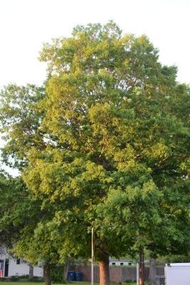 Oak. Click for full size. Oak image. Click for full size.