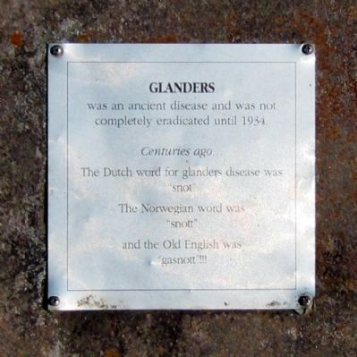 Glanders. Click for full size. Glanders image. Click for full size.