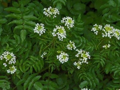 Watercress image. Click for full size.