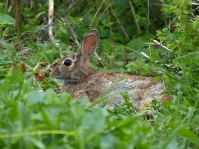Eastern Cottontail (Sylvilagus floridanus) image. Click for full size.