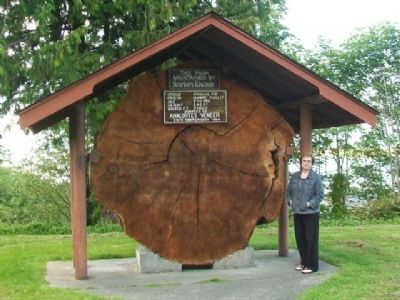 Douglas Fir Cross-section and Marker image. Click for full size.
